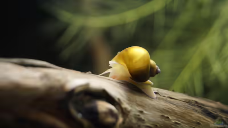 Besatz im Aquarium Platy Biotop von Rootsman (79)