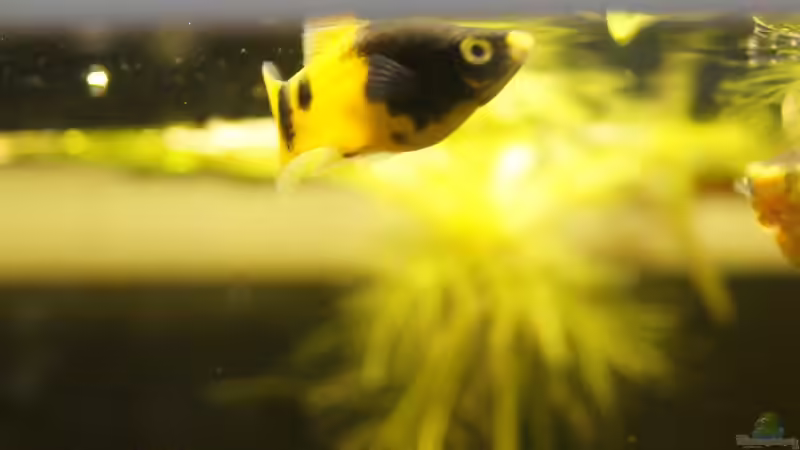 Besatz im Aquarium Platy Biotop von Rootsman (80)