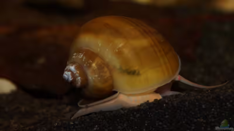 Besatz im Aquarium Platy Biotop von Rootsman (82)