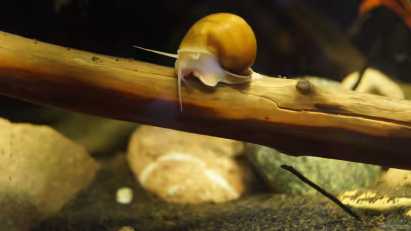 Besatz im Aquarium Platy Biotop von Rootsman (84)