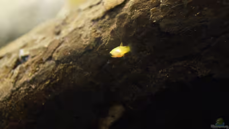 Besatz im Aquarium Platy Biotop von Rootsman (85)