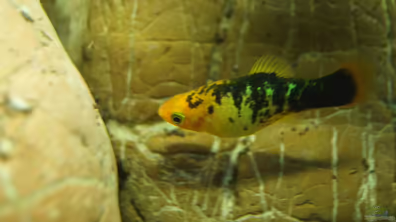 Besatz im Aquarium Platy Biotop von Rootsman (87)