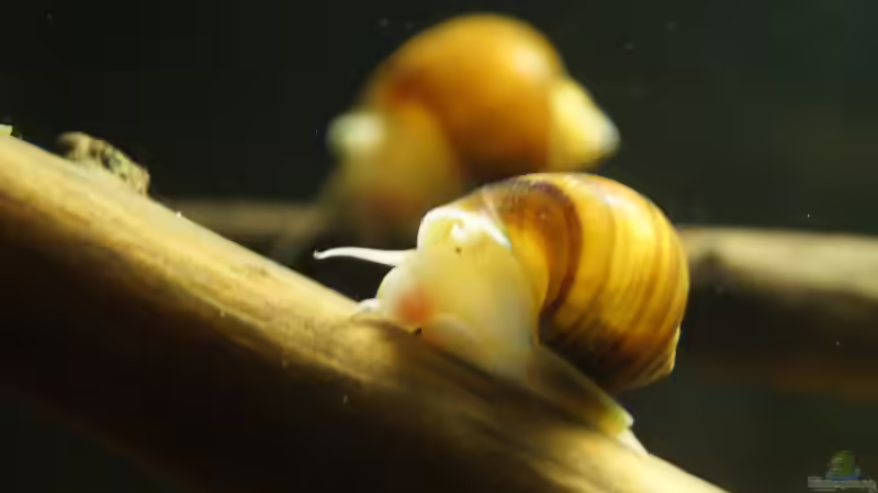 Besatz im Aquarium Platy Biotop von Rootsman (91)