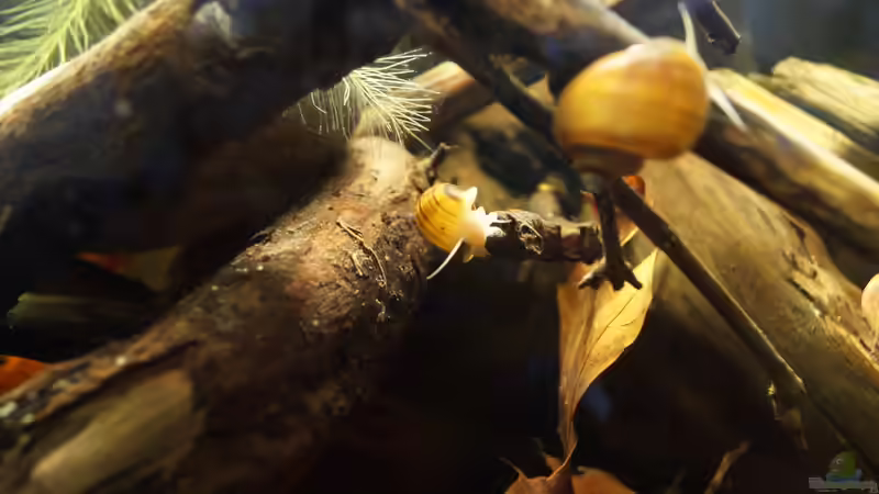 Besatz im Aquarium Platy Biotop von Rootsman (92)