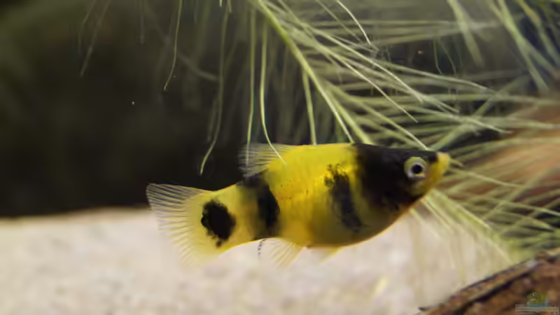 Besatz im Aquarium Platy Biotop von Rootsman (93)