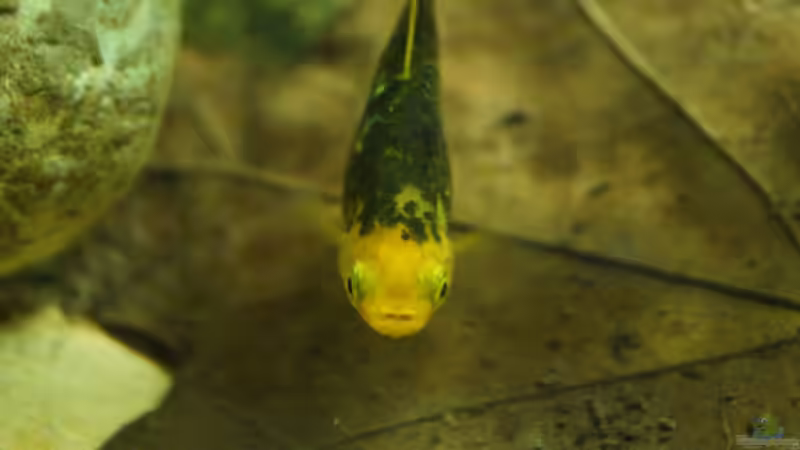 Besatz im Aquarium Platy Biotop von Rootsman (94)