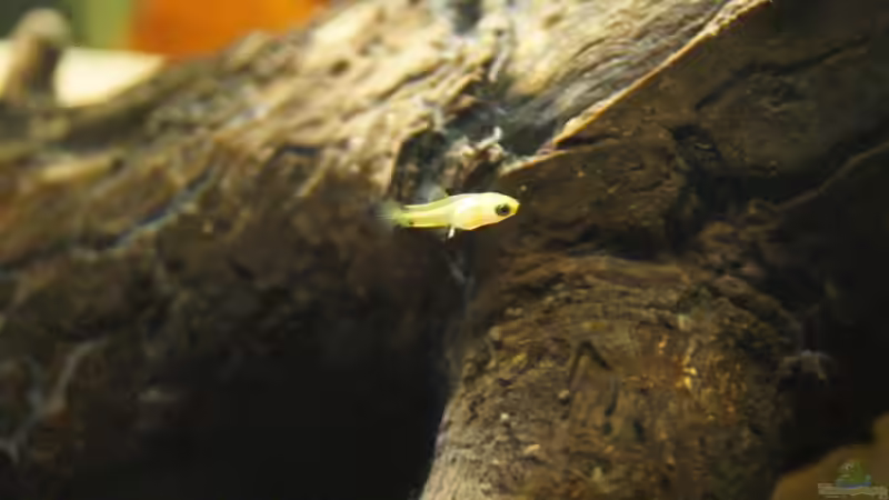 Besatz im Aquarium Platy Biotop von Rootsman (96)