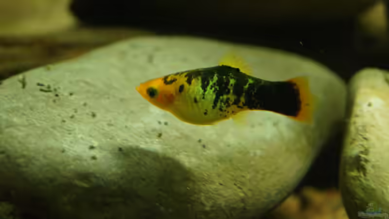 Besatz im Aquarium Platy Biotop von Rootsman (97)