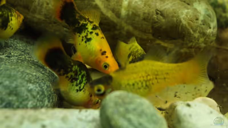 Besatz im Aquarium Platy Biotop von Rootsman (98)