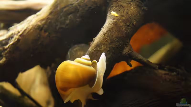 Besatz im Aquarium Platy Biotop von Rootsman (99)