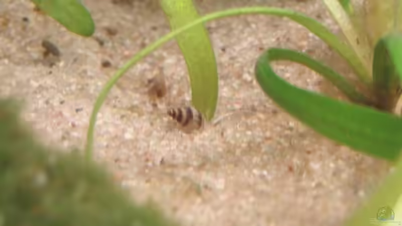 Besatz im Aquarium Platy Station von Mitch22 (11)