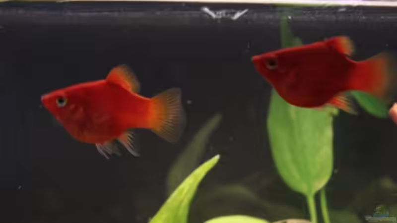 Besatz im Aquarium Platy Station von Mitch22 (13)