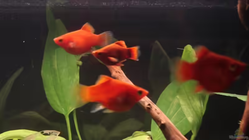 Besatz im Aquarium Platy Station von Mitch22 (14)