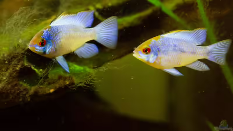 Besatz im Aquarium Platys-home von electricblue (10)