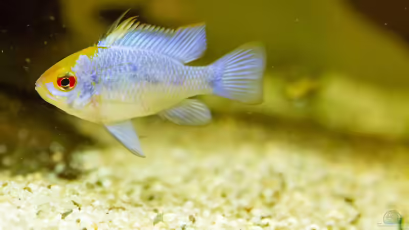 Besatz im Aquarium Platys-home von electricblue (11)
