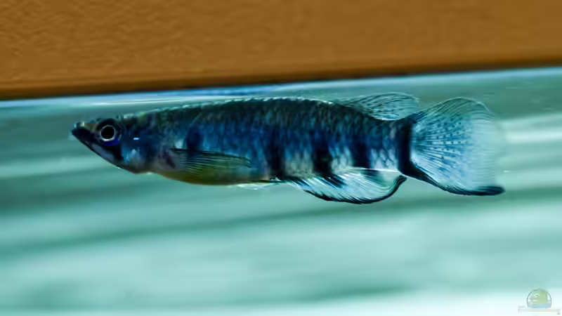 Besatz im Aquarium Platys-home von electricblue (14)