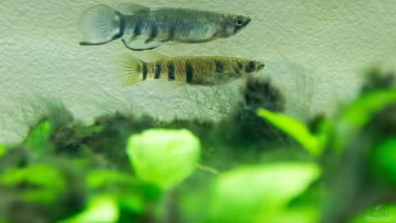 Besatz im Aquarium Platys-home von electricblue (15)