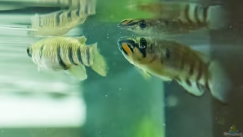 Besatz im Aquarium Platys-home von electricblue (16)