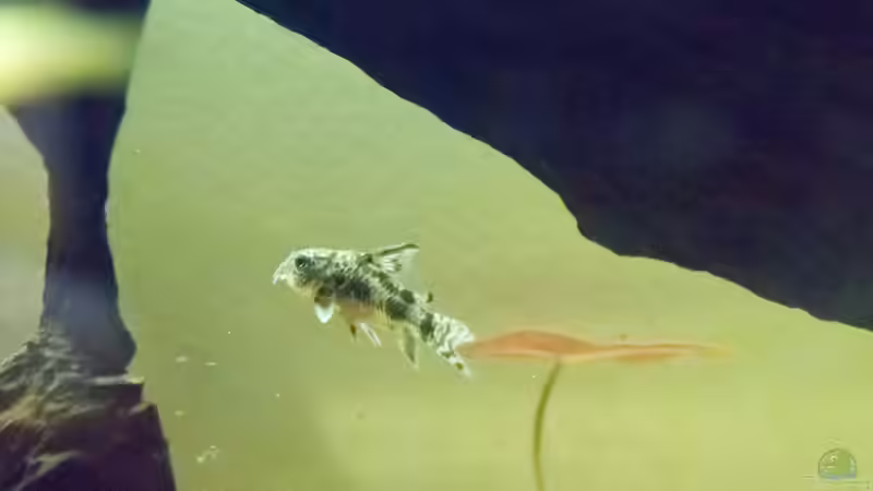 Besatz im Aquarium Platys-home von electricblue (17)