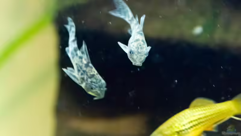 Besatz im Aquarium Platys-home von electricblue (18)