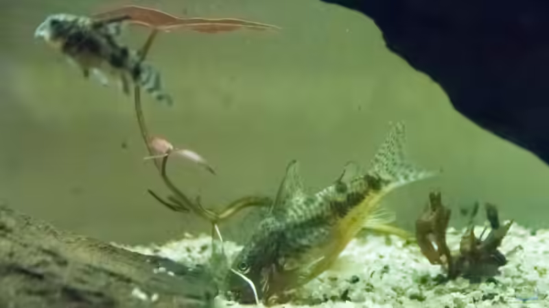 Besatz im Aquarium Platys-home von electricblue (19)