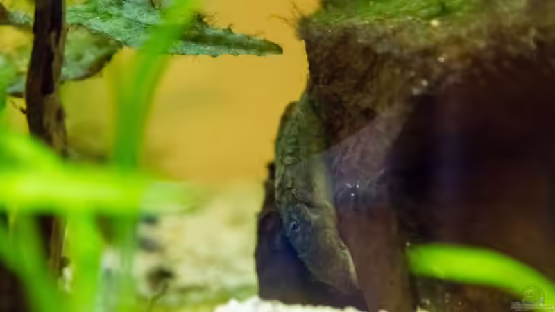 Besatz im Aquarium Platys-home von electricblue (20)