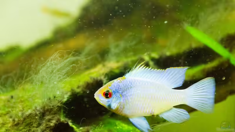 Besatz im Aquarium Platys-home von electricblue (6)