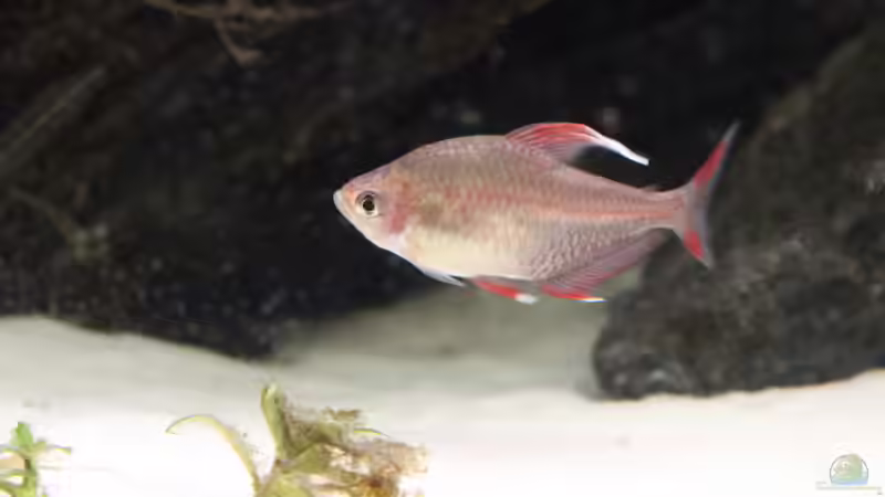 Besatz im Aquarium Pleco Heaven von maxheadroom (53)