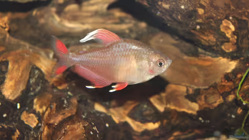 Besatz im Aquarium Pleco Heaven von maxheadroom (62)