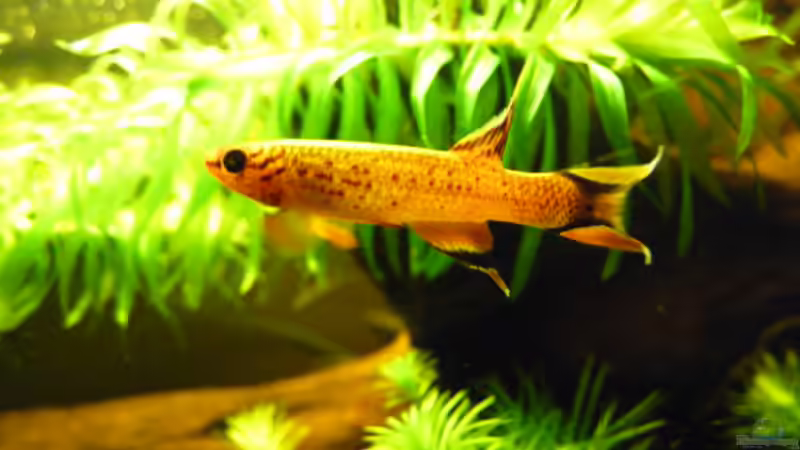 Besatz im Aquarium Prachtkärpflinge von Bavaria (3)