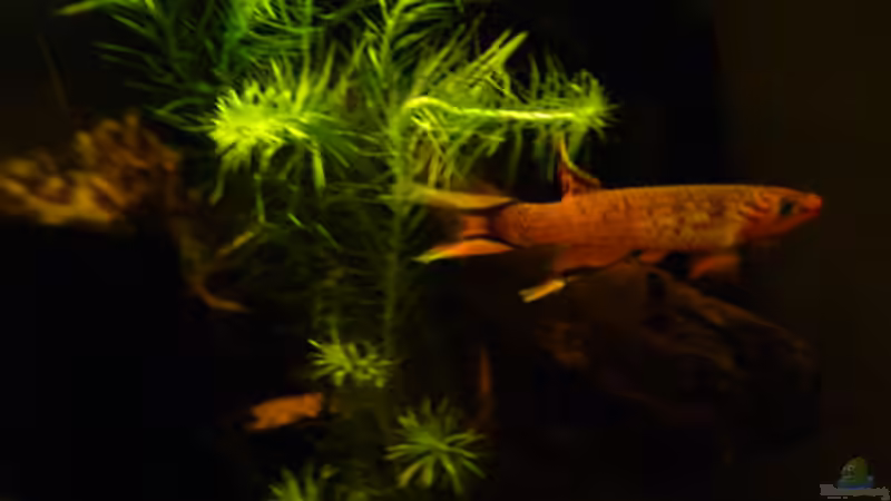 Besatz im Aquarium Prachtkärpflinge von Bavaria (4)