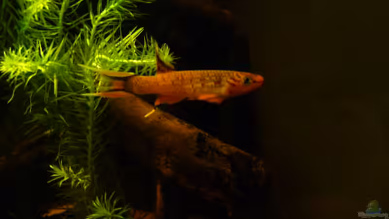 Besatz im Aquarium Prachtkärpflinge von Bavaria (5)