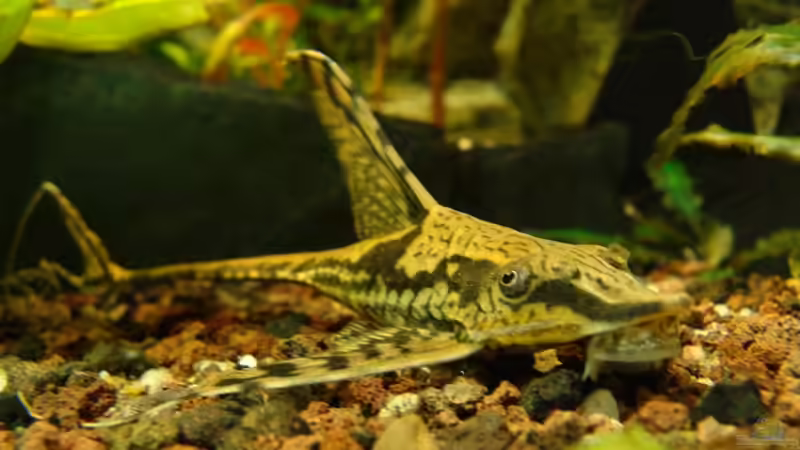 Besatz im Aquarium Prachtschmerlen Gesellschaft von Petrich15 (5)