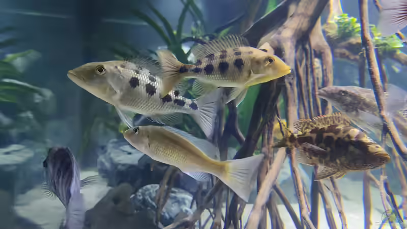 Besatz im Aquarium Predator Bay 2020 von LEDaquaristik.de (22)