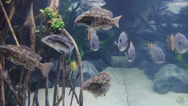 Besatz im Aquarium Predator Bay 2020 von LEDaquaristik.de (23)