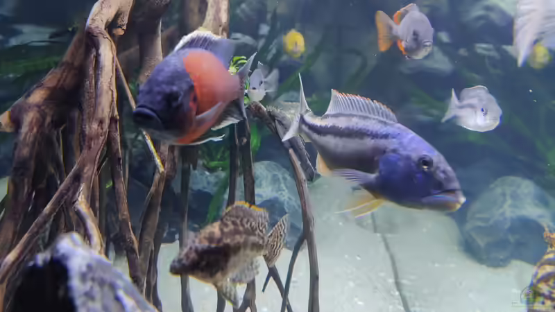 Besatz im Aquarium Predator Bay 2020 von LEDaquaristik.de (24)