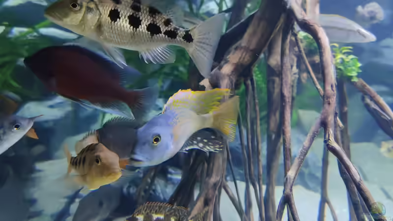 Besatz im Aquarium Predator Bay 2020 von LEDaquaristik.de (25)