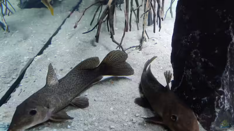 Besatz im Aquarium Predator Bay 2020 von LEDaquaristik.de (27)