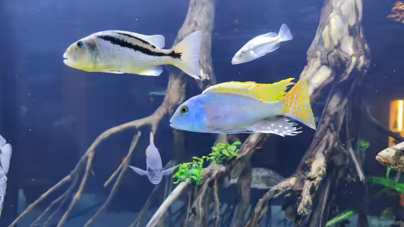 Besatz im Aquarium Predator Bay 2020 von LEDaquaristik.de (28)