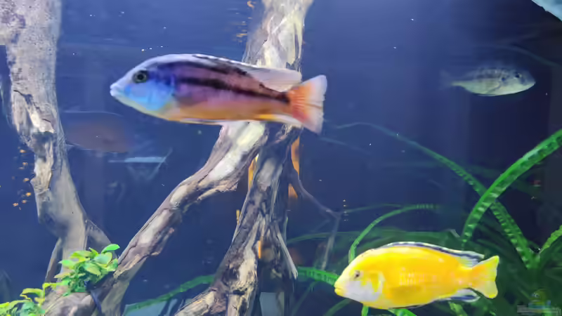 Besatz im Aquarium Predator Bay 2020 von LEDaquaristik.de (29)