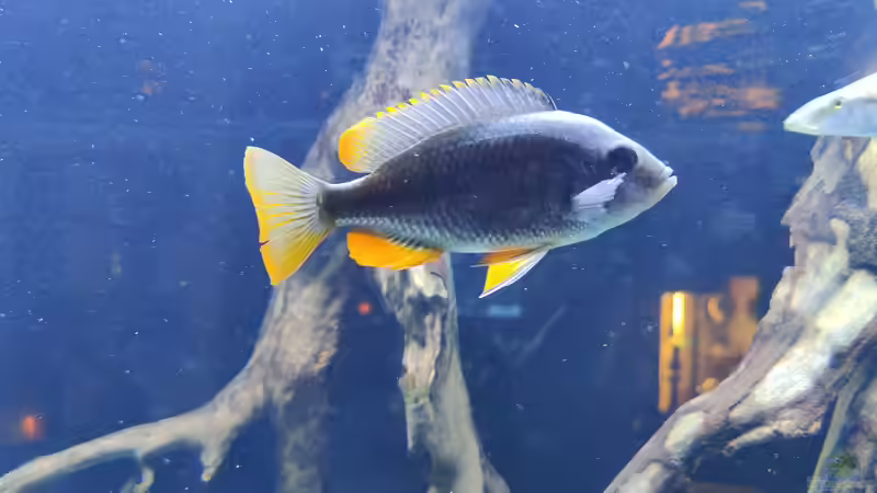 Besatz im Aquarium Predator Bay 2020 von LEDaquaristik.de (30)