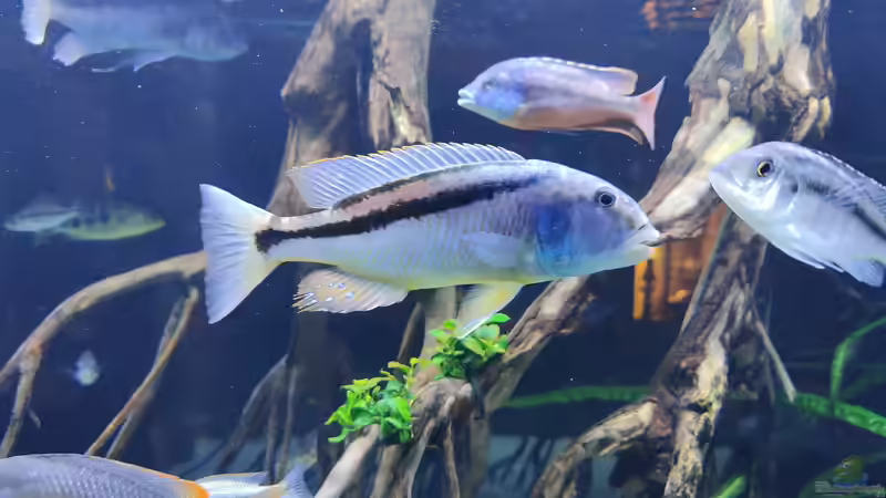 Besatz im Aquarium Predator Bay 2020 von LEDaquaristik.de (33)