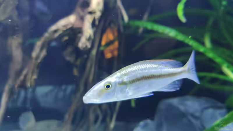 Besatz im Aquarium Predator Bay 2020 von LEDaquaristik.de (34)