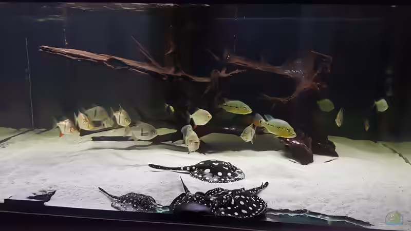 Besatz im Aquarium Predator Tank (Nur noch als Beispiel) von Bernd N. (32)