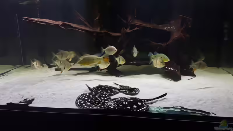 Besatz im Aquarium Predator Tank (Nur noch als Beispiel) von Bernd N. (33)