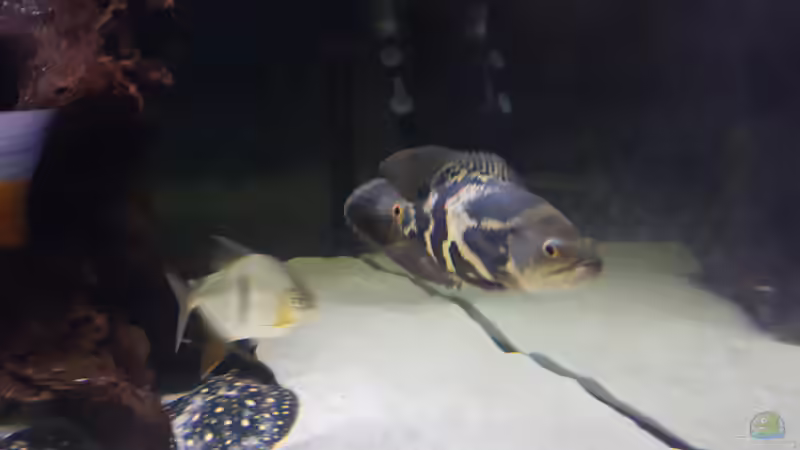 Besatz im Aquarium Predator Tank (Nur noch als Beispiel) von Bernd N. (35)