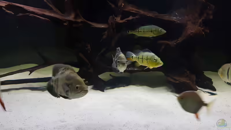 Besatz im Aquarium Predator Tank (Nur noch als Beispiel) von Bernd N. (36)