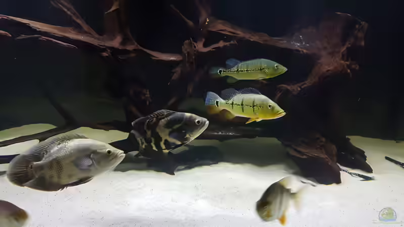 Besatz im Aquarium Predator Tank (Nur noch als Beispiel) von Bernd N. (37)