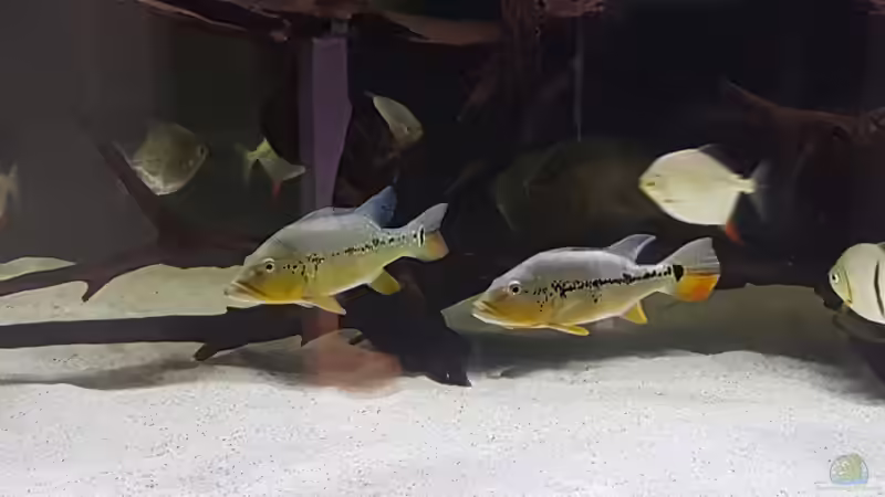 Besatz im Aquarium Predator Tank (Nur noch als Beispiel) von Bernd N. (38)