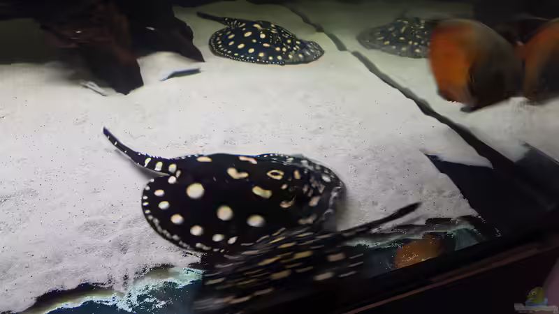 Besatz im Aquarium Predator Tank (Nur noch als Beispiel) von Bernd N. (39)